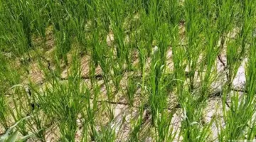 البذور تبدأ في الإنبات مع صوت المطر